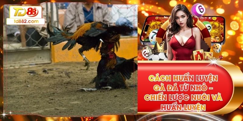 Cách Huấn Luyện Gà Đá Từ Nhỏ – Chiến Lược Nuôi Và Huấn Luyện