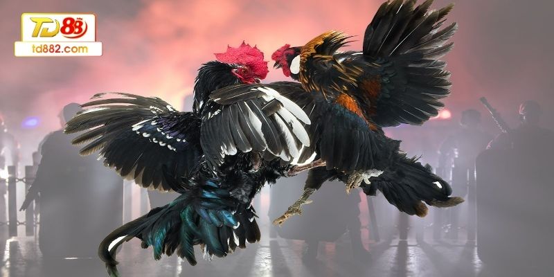 Cách huấn luyện gà đá từ nhỏ - Rèn phản xạ và kỹ năng 