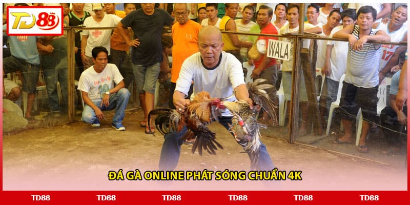 Đá gà online phát sóng chuẩn 4K