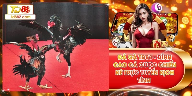 Đá Gà TD88 - Đỉnh Cao Cá Cược Chiến Kê Trực Tuyến Kịch Tính