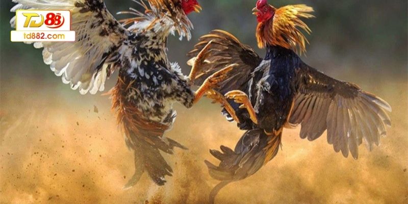 Lựa chọn kèo dựa trên gà và phân tích đối thủ