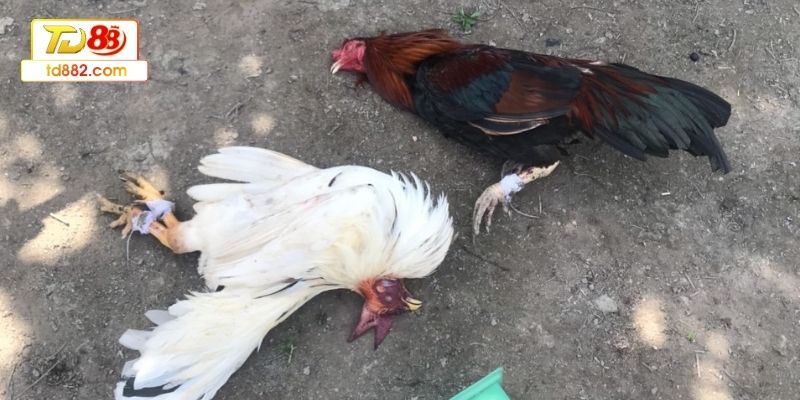 Môi trường nuôi và chăm sóc sức khỏe đạt chuẩn