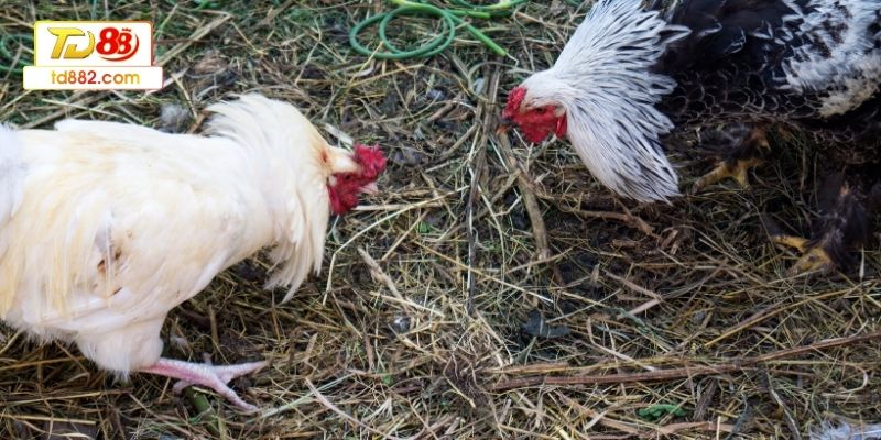 Sơ lược về các tính năng hấp dẫn tại đá gà TD88